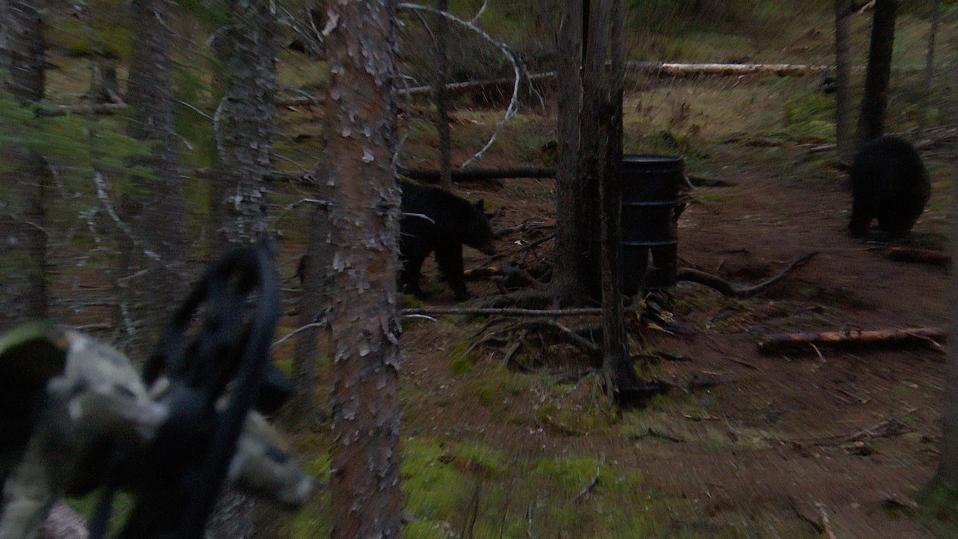 Bear Hunting