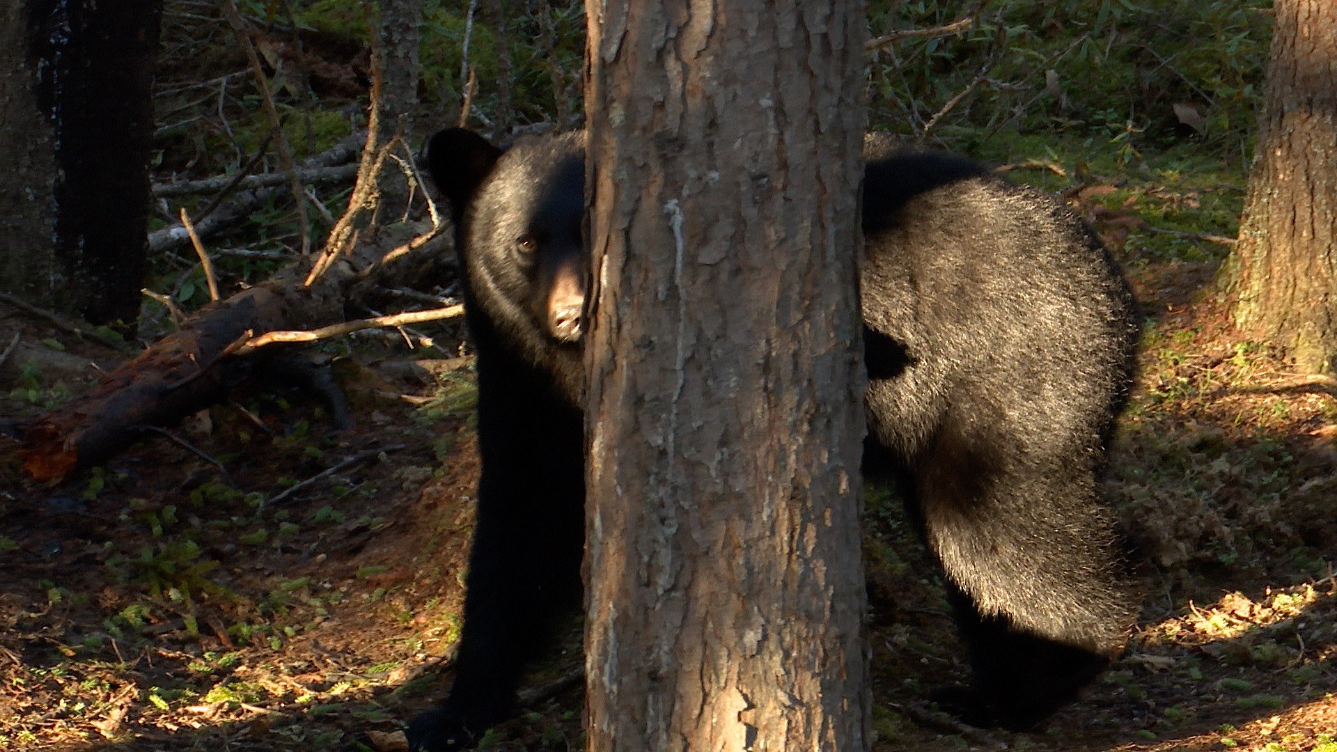 Bear hunting