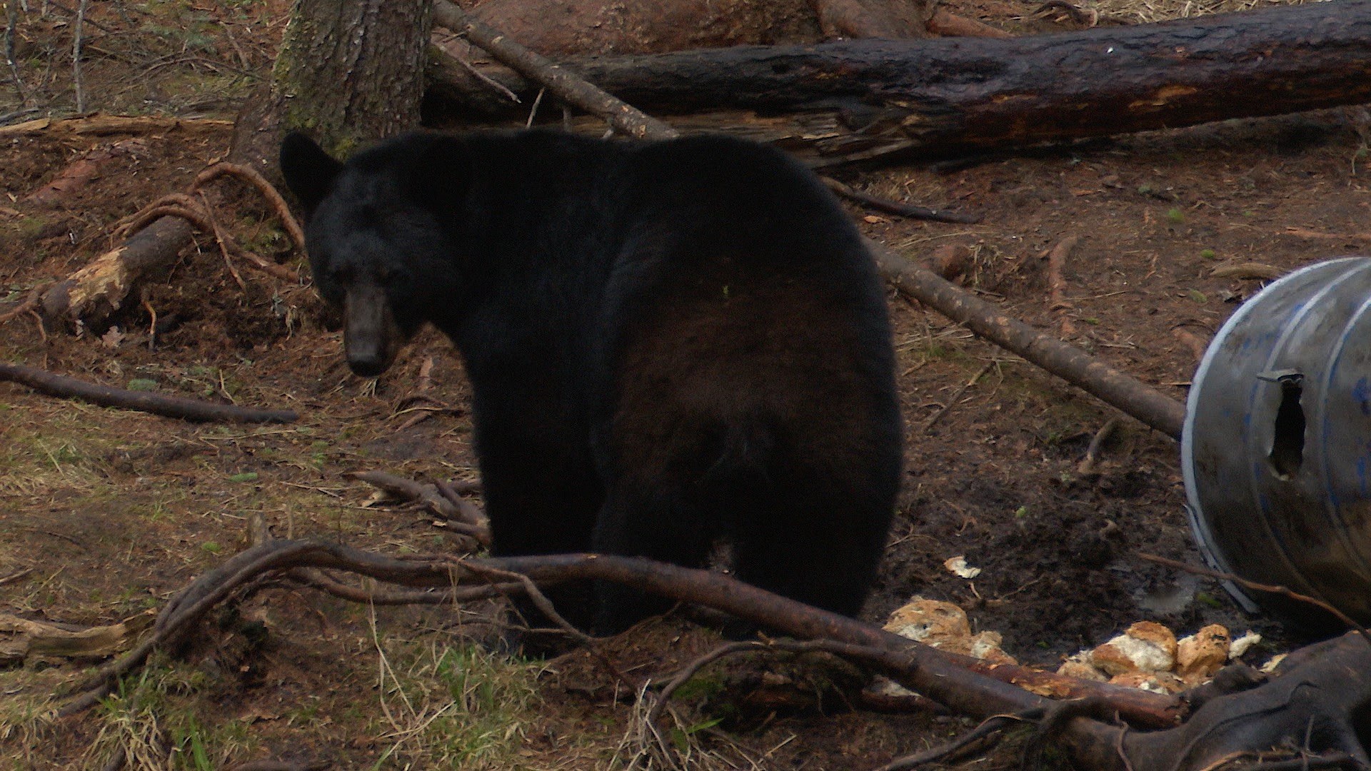 Bear hunting in manitoba