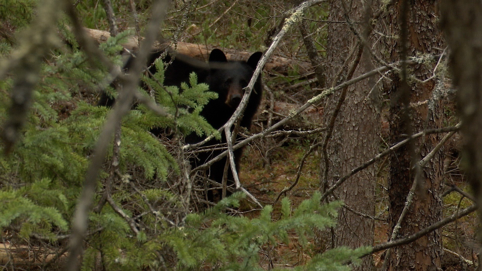 bear hunting