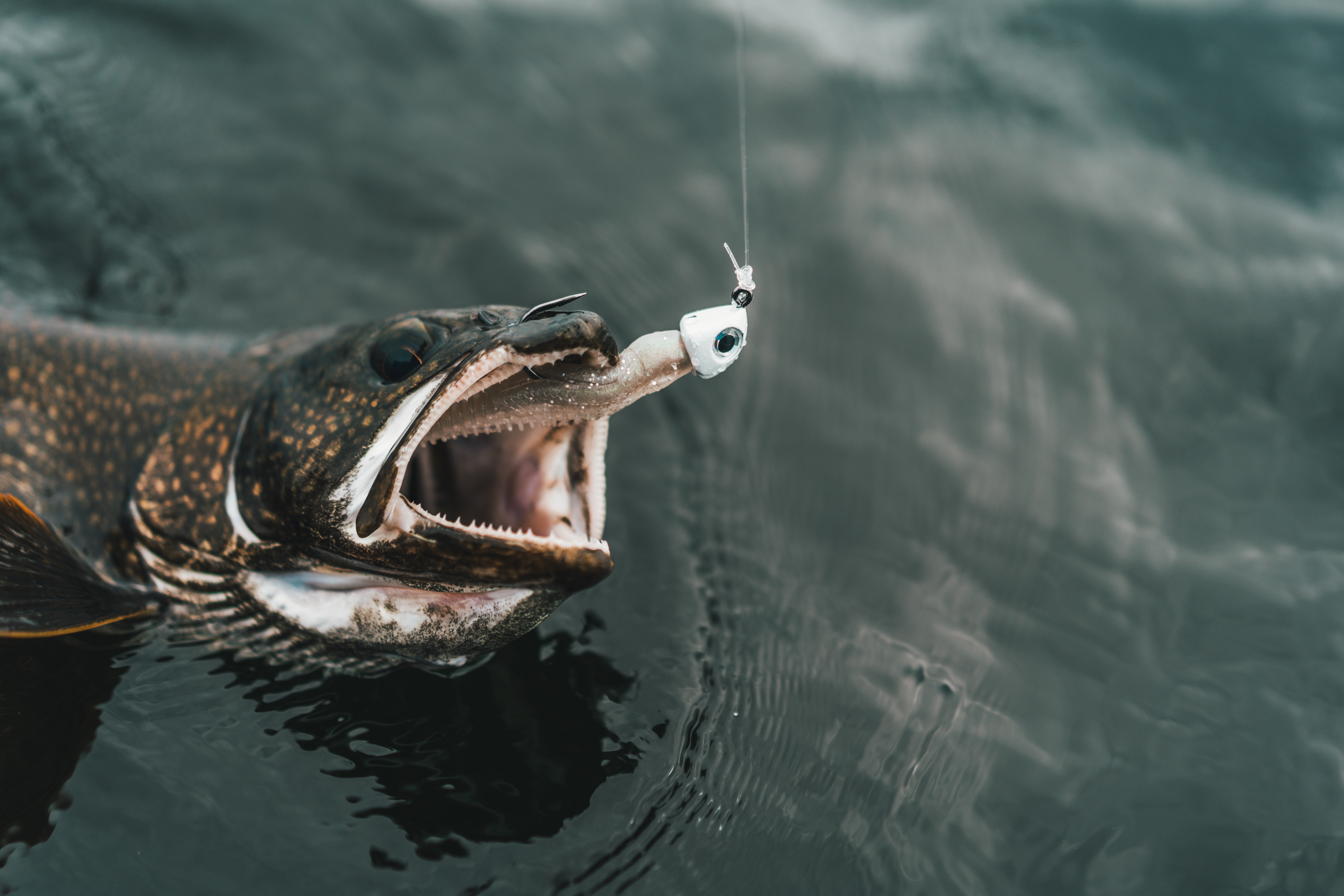 pangingisda ng trout