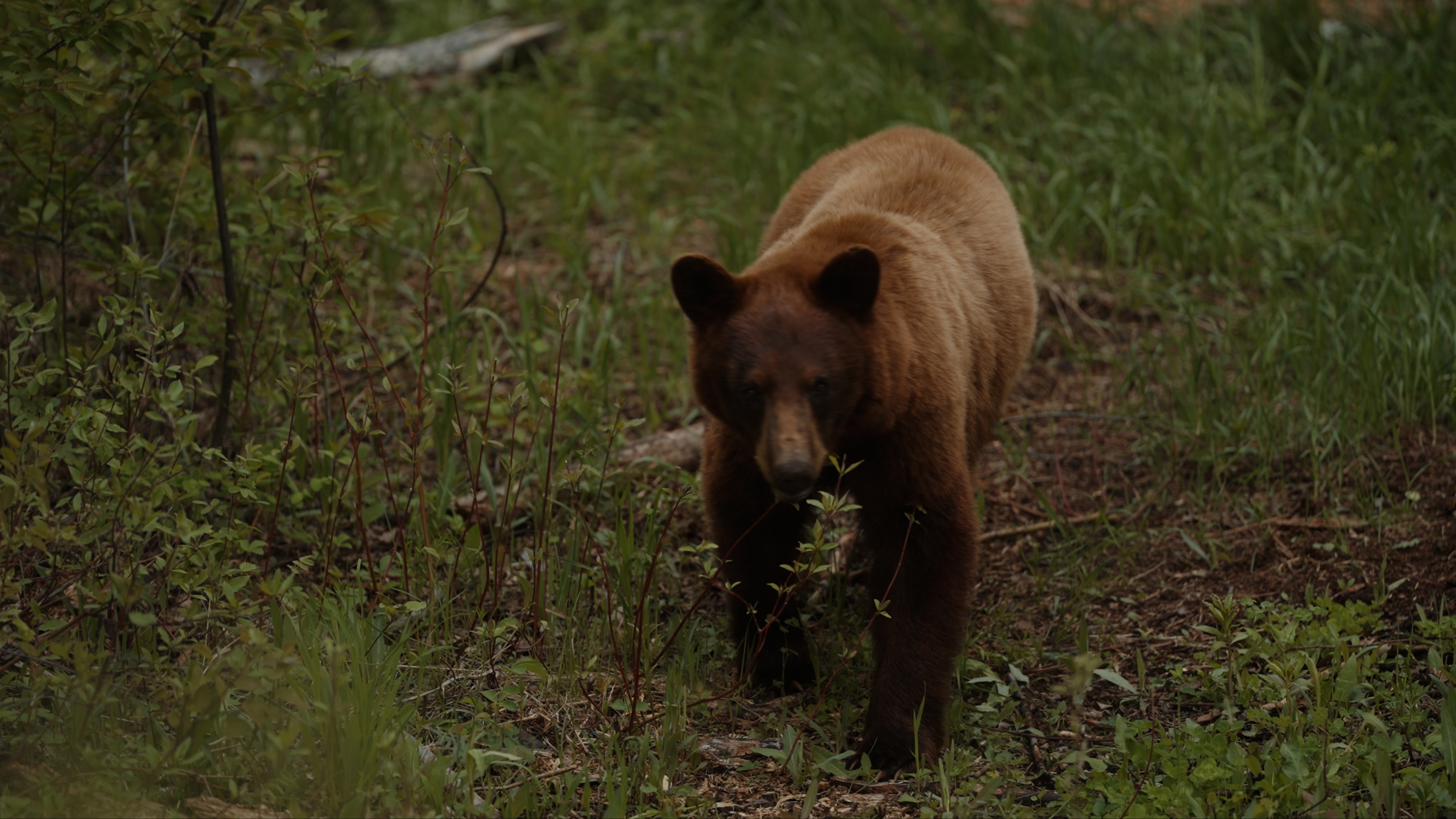 kulay phase bear